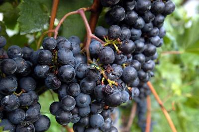 Grapes of Intragna