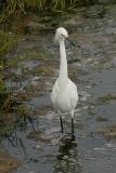 Snowy Egret