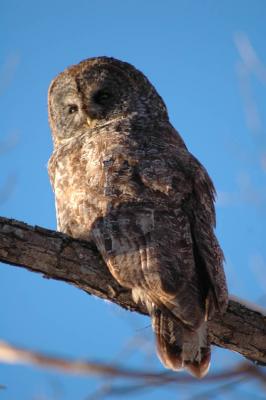 Great Gray Owl