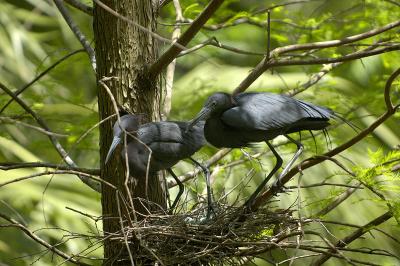 Lil-blue-heron-nest-eggs.jpg