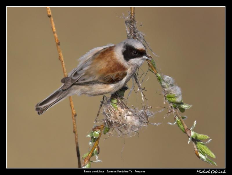 Penduline Tit, Toftans