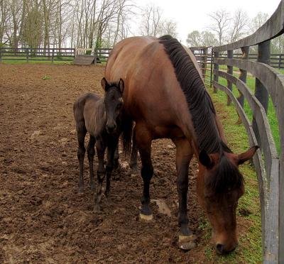 horses2664.jpg