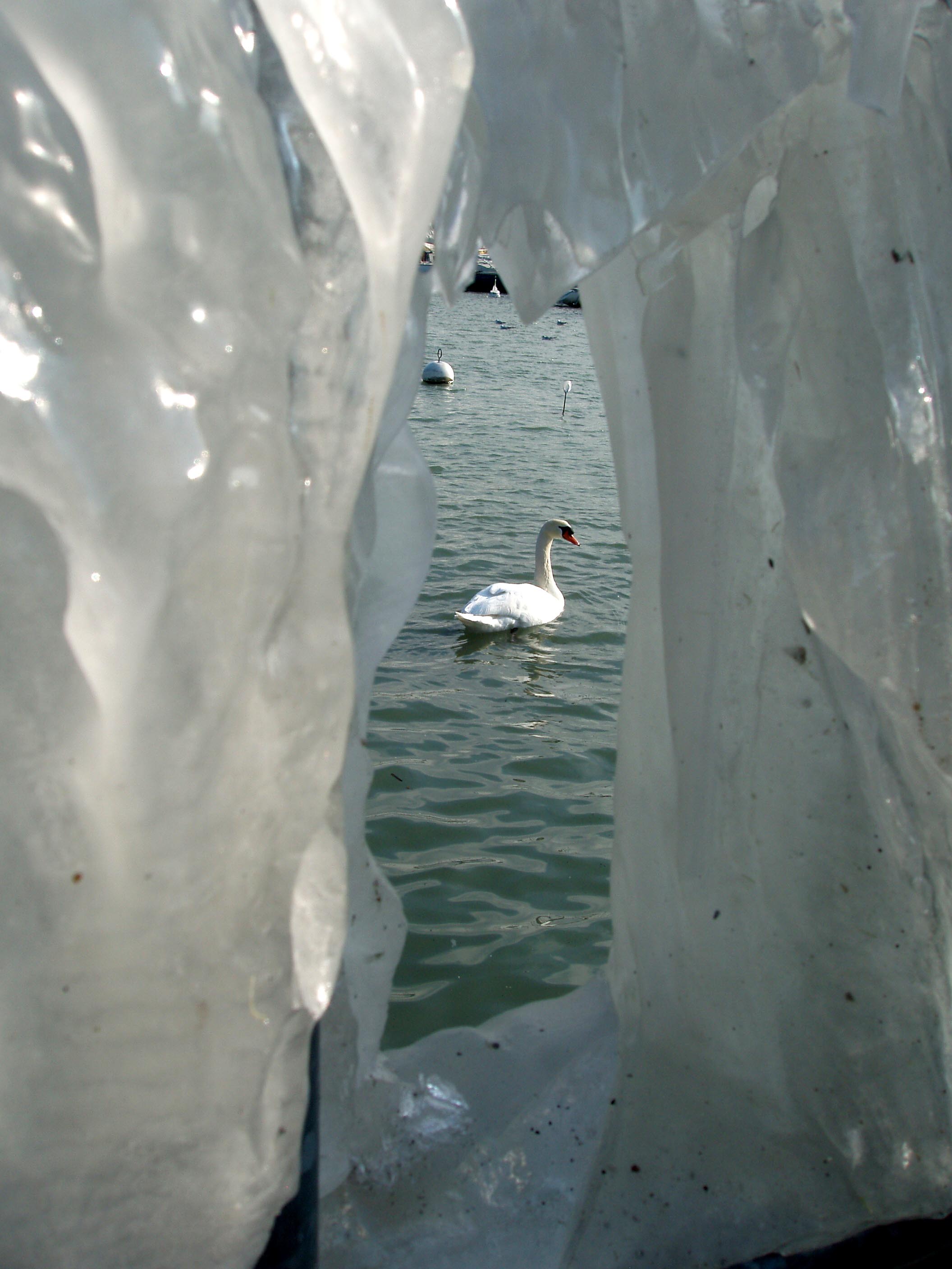 swan thru ice.jpg