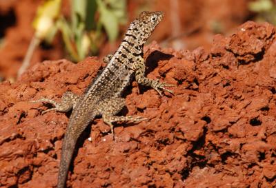 Lava Lizard 2