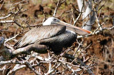 Pelican in the trees
