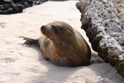u17/kliscinsky/medium/42701728.SeaLion122.jpg