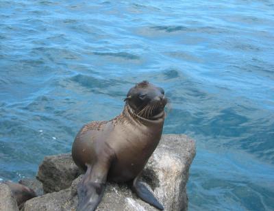 Seal 4