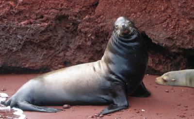 bull sea lion 1