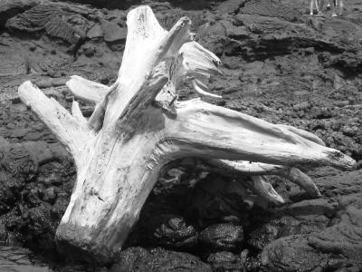 driftwood 1 b&W