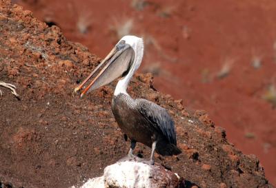 pelican