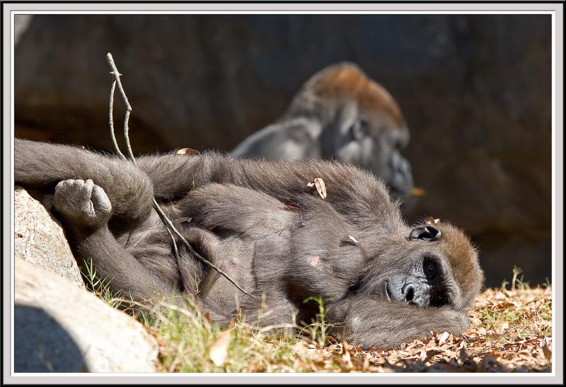Gorilla laying - IMG_0996.jpg