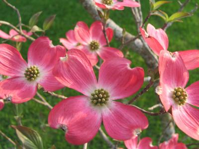 Cyndi's Dogwood original image