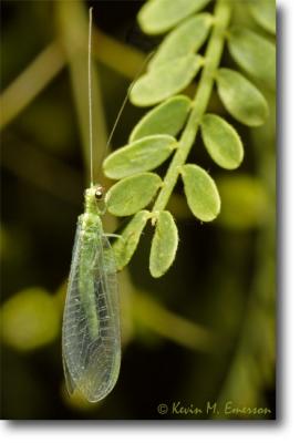 Green Lacewing