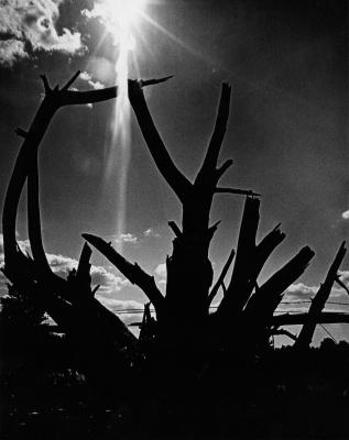 BW Stump.jpg