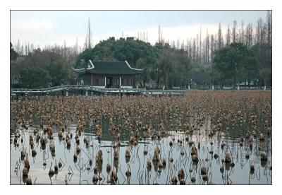 lotus in winter