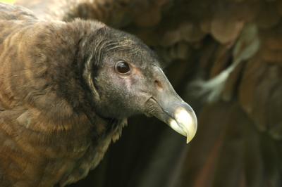 Andean Condor at Migration Celebration