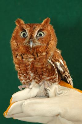 Eastern Screech-owl