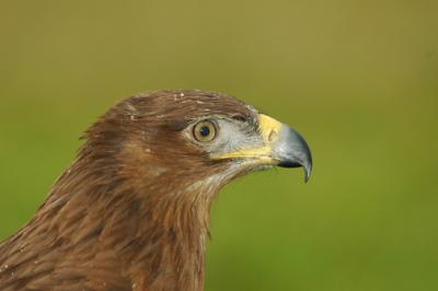 Steppes Eagle at Migration Celebration