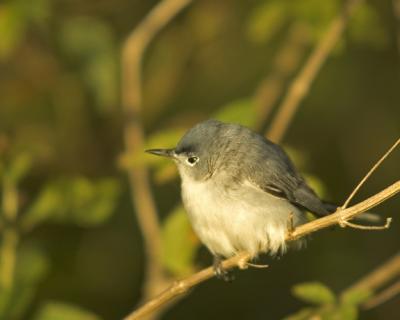 u17/krviera/medium/42723167.BlueGrayGnatcatcher.jpg