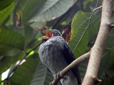 Noisiest Bird in the World (opinion, not fact)