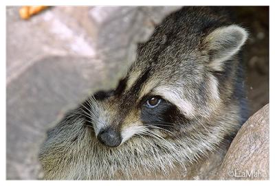 Raccoon