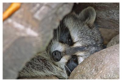 Raccoon