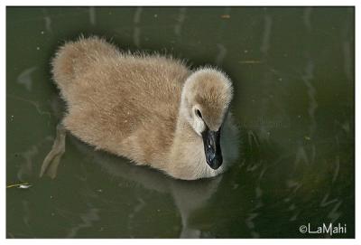 Baby black swan