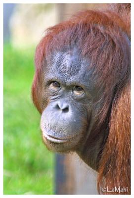 Orang utan