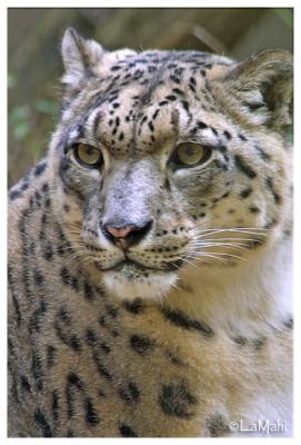 Snow leopard