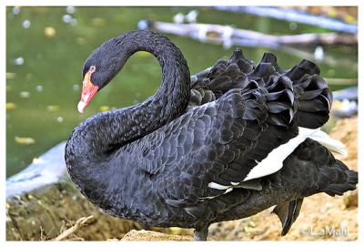 Black swan