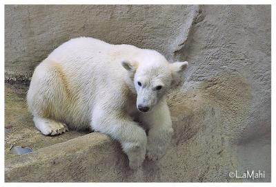 Polar bear