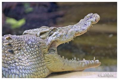White croc