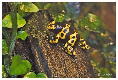Yellow banded poison frog