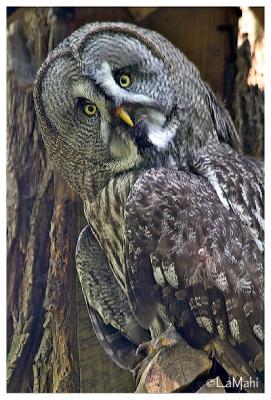 Great grey owl