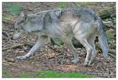 European wolf