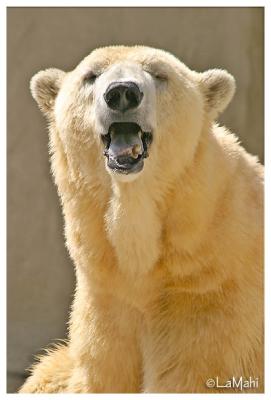 Polar bear