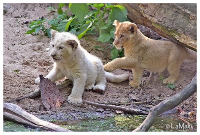 White & brown lion cub