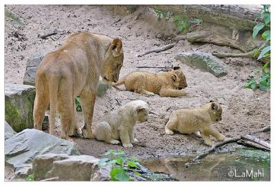 Lioness with cubs