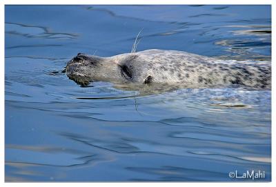 Seal