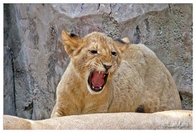 Lion cub roaring