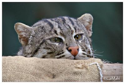 Fishing cat