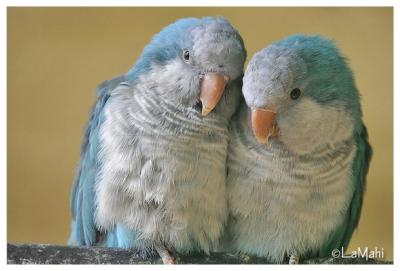 Monk parakeet