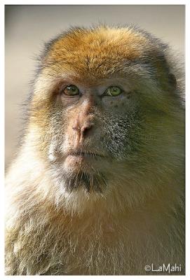 Barbary macaque