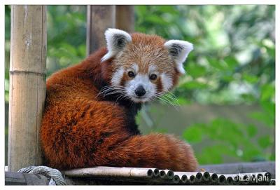 Red panda