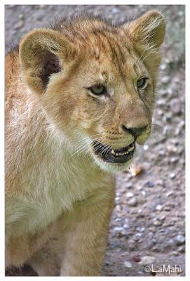 Lion cub