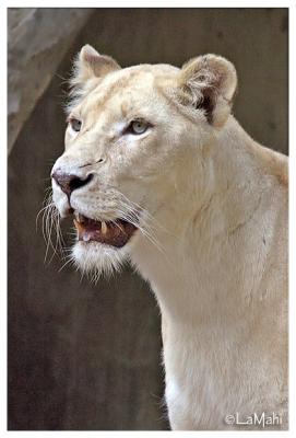 White lioness