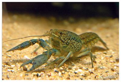 Some kind of shrimp