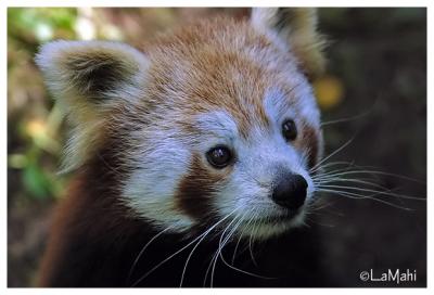 Red panda