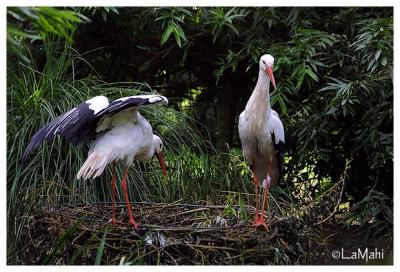 White stork