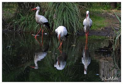 White stork